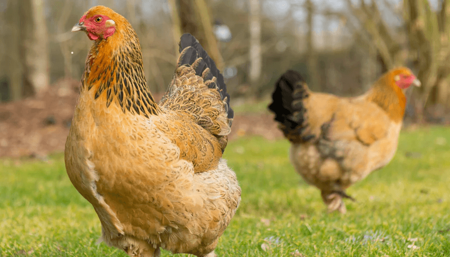 ACE AGRO FARMS - Brahma Chickens Poultry Farm Cameroon